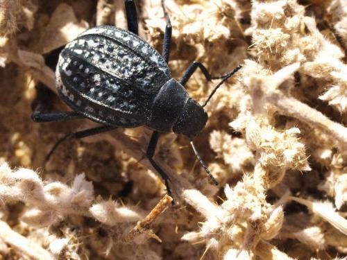 Adesmia sp.