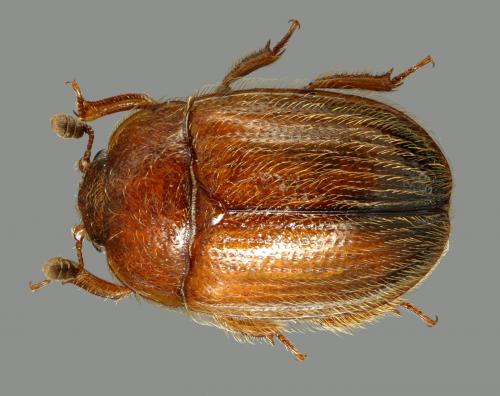 Pocadius adustus