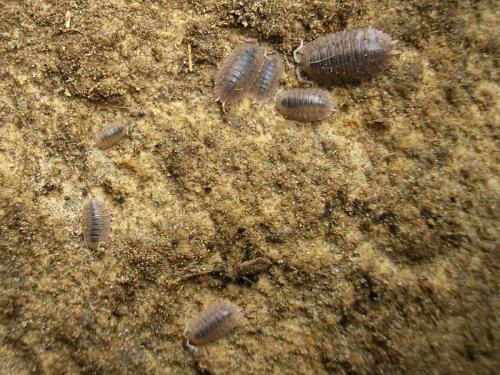 Porcellio dilatatus