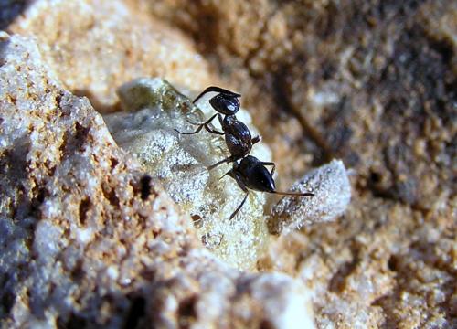Réf. 52 738 : Arachnophaga picardi