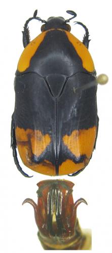 Réf. 52 484 : Pachnoda postica