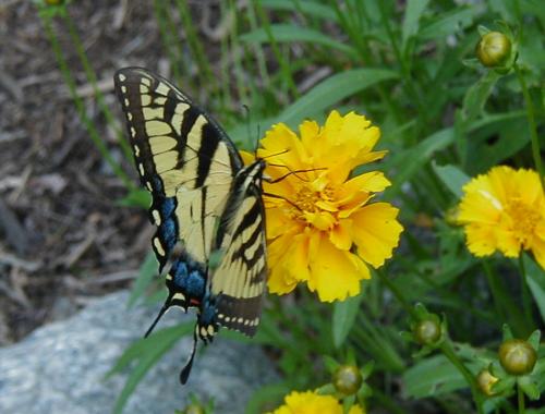 Réf. 52 104 : Papilio glaucus