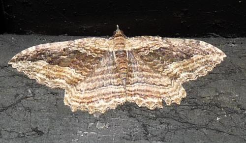 Philereme transversata