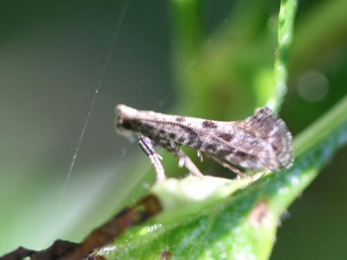 Réf. 52 755 : Parornix sp.