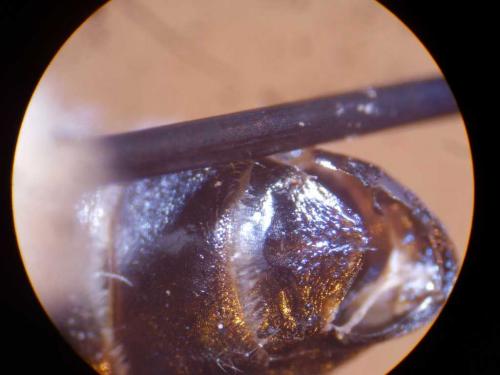 Colletes sp.