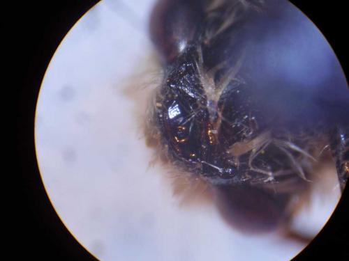 Colletes sp.