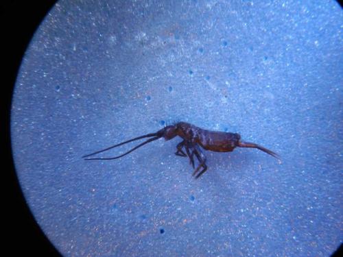 Tomocerus sp.