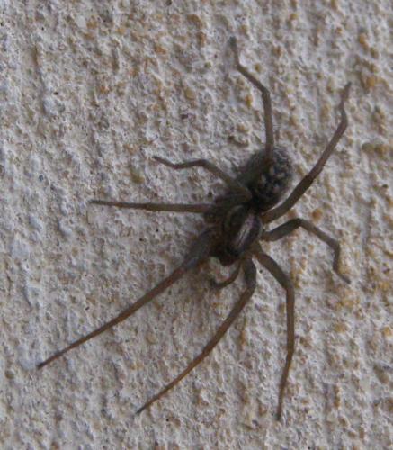 Tegenaria sp.