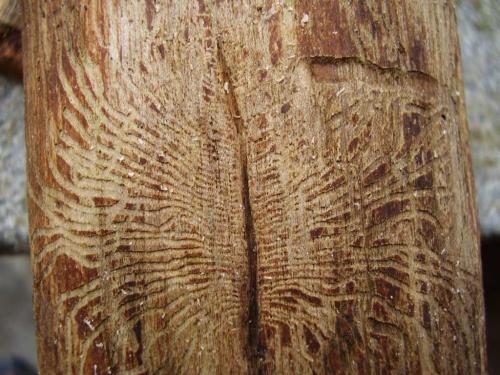 Scolytus sp.