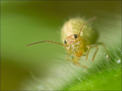 Sminthurus viridis