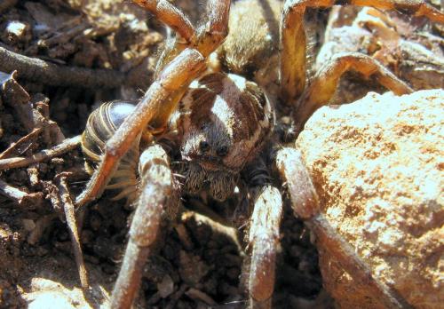 Hogna radiata