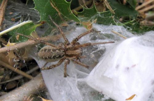 Agelena labyrinthica