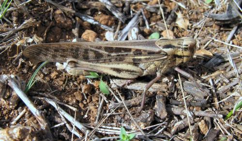 Réf. 52 236 : Locusta migratoria