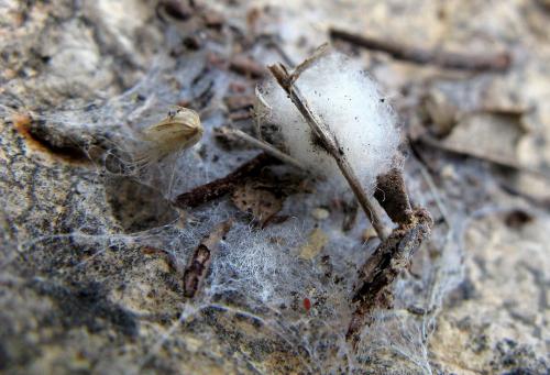 Dysdera sp.