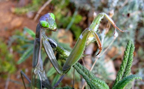 Mantis religiosa