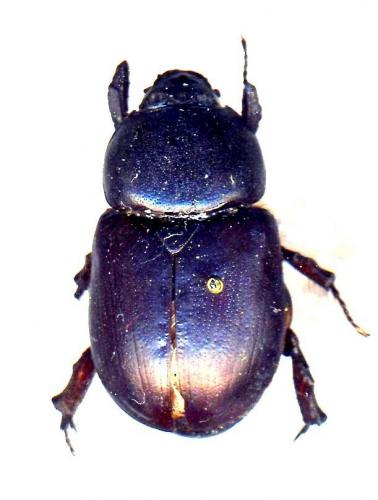Pentodon sp.
