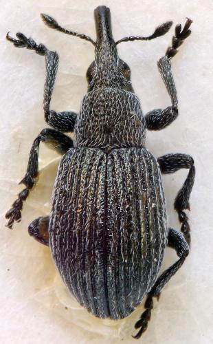 Pseudoperapion brevirostre