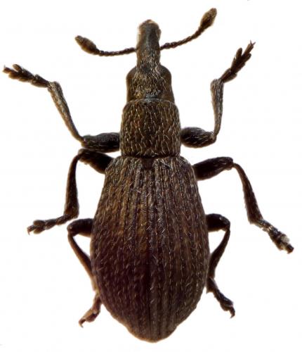Perapion curtirostre