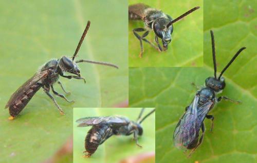 Lasioglossum sp.