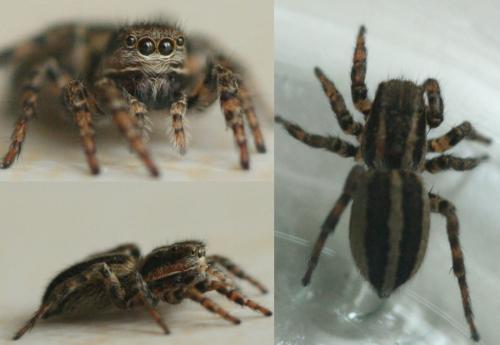 Phlegra fasciata