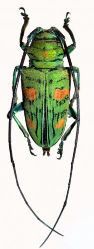 Réf. 52 109 : Sternotomis callais rufomaculata