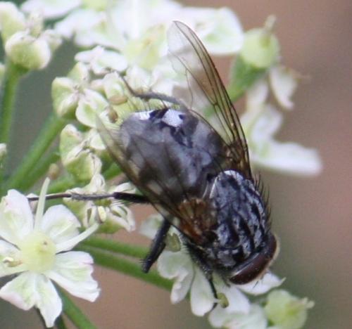 Polietes sp.