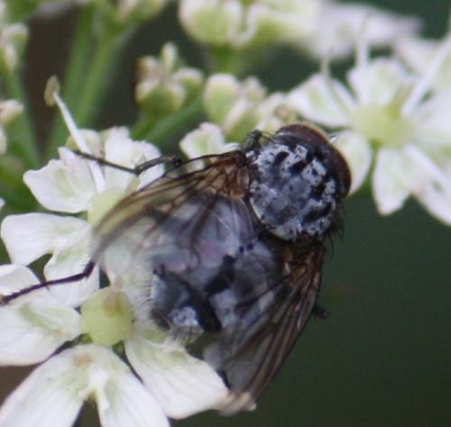 Réf. 52 444 : Polietes sp.
