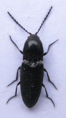 Réf. 52 319 : Cardiophorus sp.