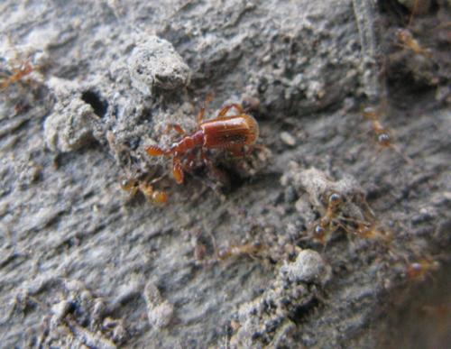 Réf. 52 044 : Paussus favieri
