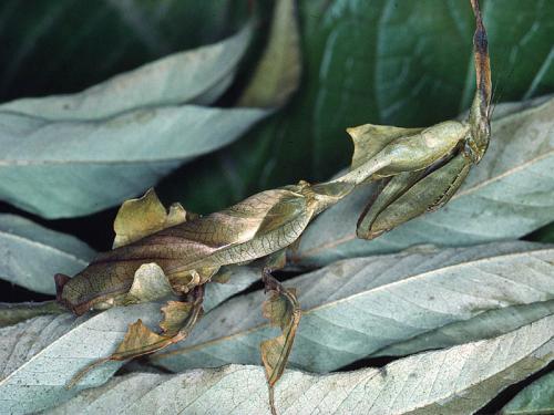 Réf. 52 218 : Phyllocrania paradoxa
