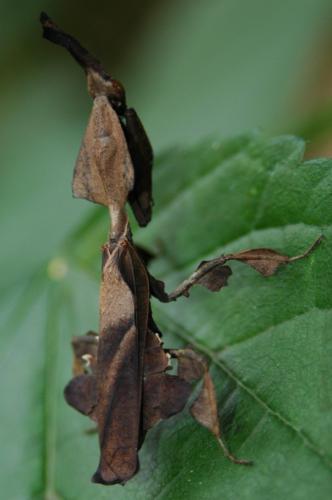 Réf. 52 507 : Phyllocrania paradoxa