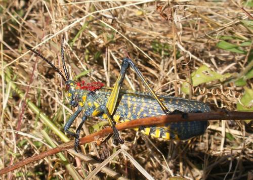 Réf. 52 985 : Phymateus saxosus