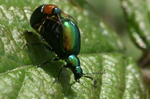 Gastrophysa divers