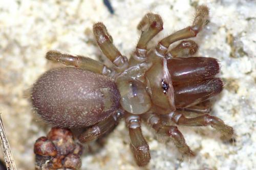 Atypus sp.