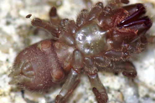 Atypus sp.