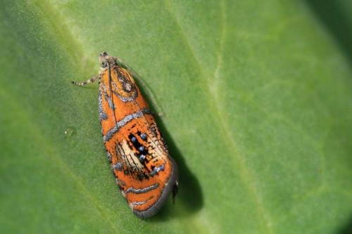 Réf. 52 524 : Olethreutes arcuella