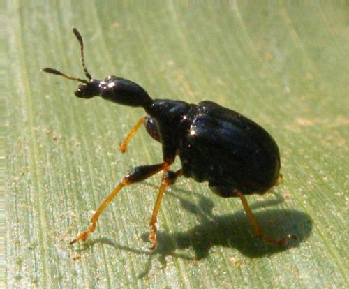 Réf. 52 436 : Trachelophorus madegassus