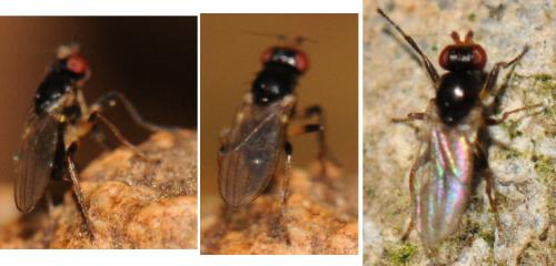 Parapiophila sp.