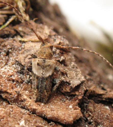 Réf. 52 888 : Pogonocherus hispidus