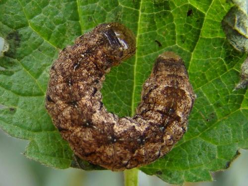 Polia nebulosa