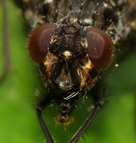 Polietes meridionalis