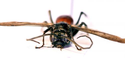 Cryptocheilus notatus