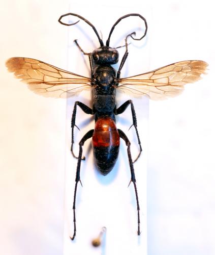 Cryptocheilus notatus
