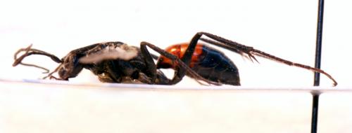Cryptocheilus notatus