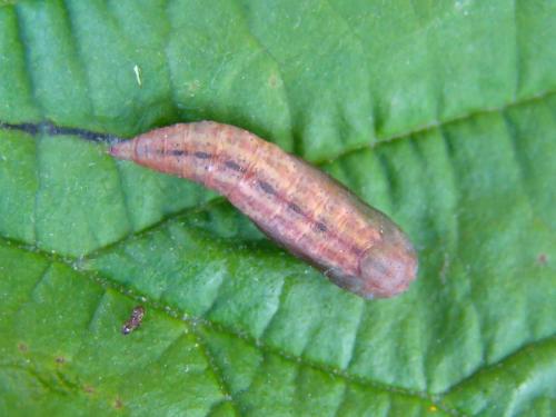 Réf. 52 015 : Hemithea aestivaria