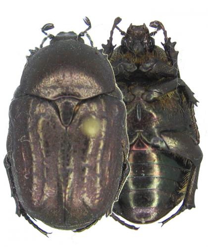 Réf. 52 501 : Netocia interruptecostata