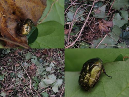 Réf. 52 204 : Potosia cuprea