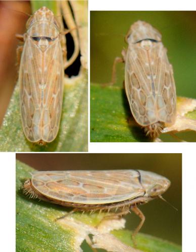 Psammotettix sp.