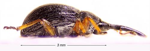 Pseudapion fulvirostre