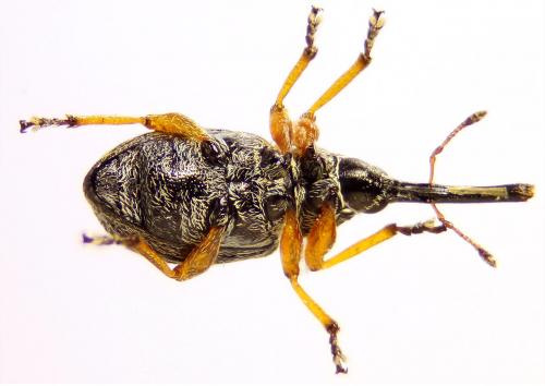 Pseudapion fulvirostre